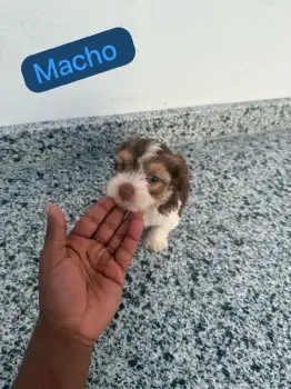 Oferta cachorro shipoo macho en santo domingo y todo al dia