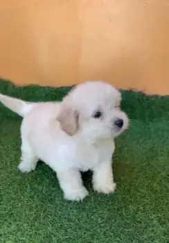 Oferta cachorro shipoo macho en santo domingo y todo al dia