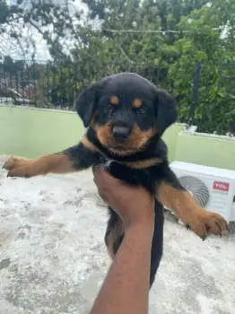 Oferta cachorro rottweiler ambos sexo en santo domino y vacunados