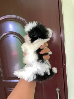 Oferta cachorro shih tzu hembra mini en snato domingo y vacuna al dia