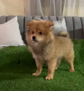 Oferta cachorro pomerania macho en santo domingo con su vacunas al dia