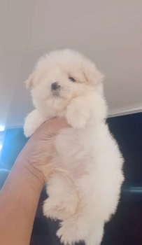 Oferta cachorro maltes macho en santo domingo con su vacuna al dia