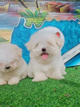 Oferta cachorro maltes macho en santo domingo con su vacuna