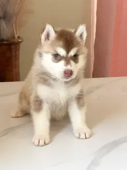 Oferta cachorro husky ambos sexo con pdigree  santo domingo y vacunado