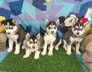 Oferta cachorro husky ambos sexo santo domingo y vacunado