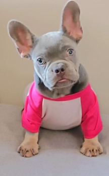 Oferta cachorro bulldog frances hembra  con pedigree en santo domingo