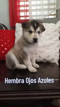 Oferta cachorro husky ambos sexo en santo domingo y se entrega con tod