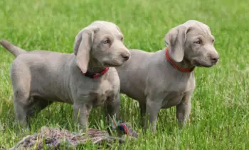 Oferta cachorro weimaraner ambos sexo se entrega con todo al dia ubica