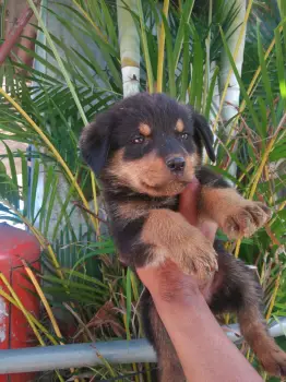 Oferta cachorro rotweiler ambos sexo en santo domingo vacuna