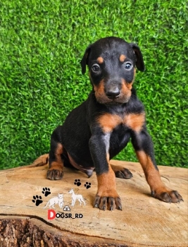 Doberman ambos sexos