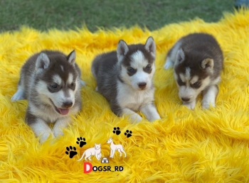 Husky siberiano ambos sexos