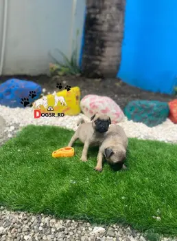 Pug ambos sexos
