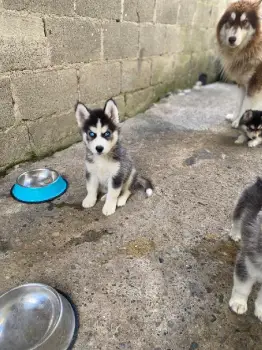 Oferta cachorro husky ambos sexo santo domingo y vacunado