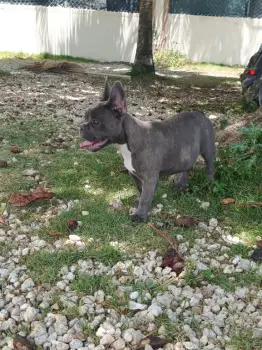 Oferta cachorro bulldog frances hembra en bavaro y vacunado