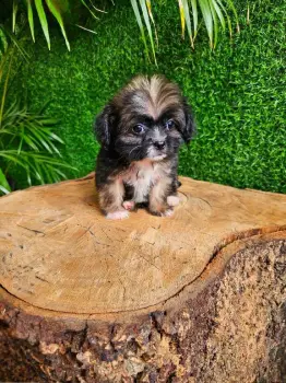 Oferta cachorro yorkiepoo macho en santo domingo y vacuna