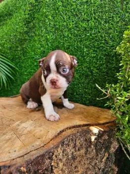 Oferta cachorro boston terrier ambos sexo en santo domingo con su vacu