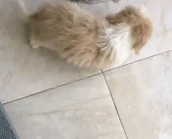 Oferta cachorro shipoo macho y hembra en santo domingo vacunados