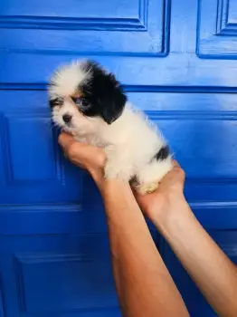 Oferta cachorro shipoo macho en santo domingo y todo al dia