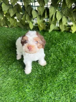 Oferta cachorro shipoo hembra en santo domingo con su vacuna al dia