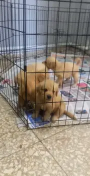 Oferta cachorro golden retriever ambos sexo en santo domingo