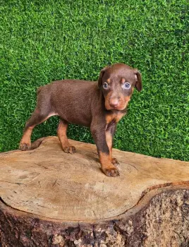 Oferta cachorro doberman ambos sexo en santo domingo vacunados