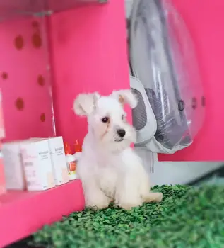 Oferta cachorro schanauzer macho en santo domingo y vacunada
