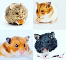 Hamster precios por pares