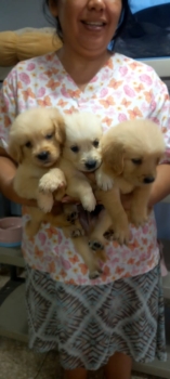 Hermosos golden retriver