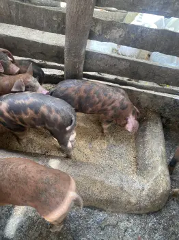 Vendo puerco la destete 9 en puerto plata