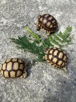 Tortugas sulcatas  gigantes una mascota de por vida