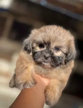 Oferta cachorro shipoo hembra en santo domingo con su vacuna al dia