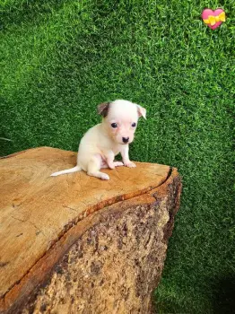 Oferta cachorro chihuahua 1 ambos sexo en santo domingo con su vacuna