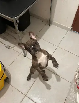 Oferta cachorro bulldog frances merle macho ubicado en santo domingo