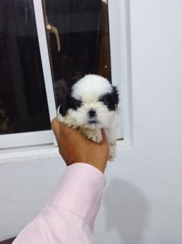 Oferta cachorro shih tzu hembra en santo domingo y vacuna al dia