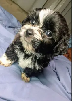 Oferta cachorro shipoo macho en santo domingo y todo al dia