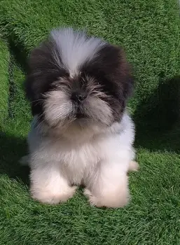 Oferta cachorro shih tzu hembra en santo domingo y vacuna al dia
