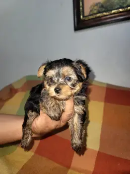 Oferta cachorro yorkie macho en santo domingo vacuna al dia
