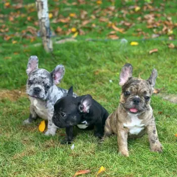 Oferta cachorro bulldog frances merle macho en santo domingo se entreg
