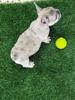 Oferta cachorro bulldog frances macho en santo domingo y vacuna al dia