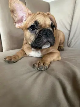 Oferta cachorro bulldog frances macho ubicado en santo domingo vacunad