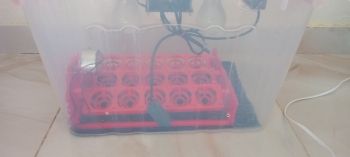 Incubadora de huevos  automatica  capacidad para 15  huevos 110v