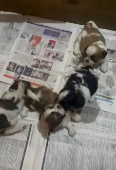 Oferta cachorro shipoo ambos sexo en santo domingo vacunados