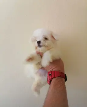 Oferta cachorro maltes ambos sexo en santo domingo con su vacuna al di