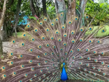 Pavos reales en venta pajuiles  en monte plata