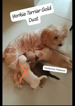 Yorkie terrier gold dust