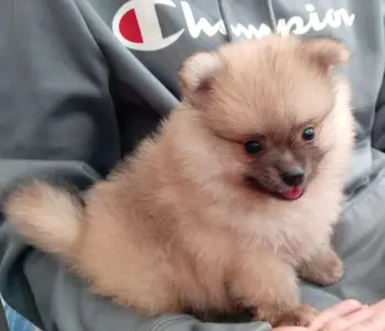 Oferta cachorro pomerania macho en santo domingo con su vacunas al dia