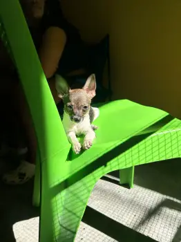 Oferta cachorro chihuahua hembra en santo domingo vacuna al dia