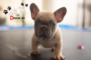Bulldog ambos sexos
