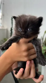 Gatos persa ambos sexos