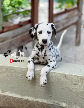 Dalmata ambos sexos